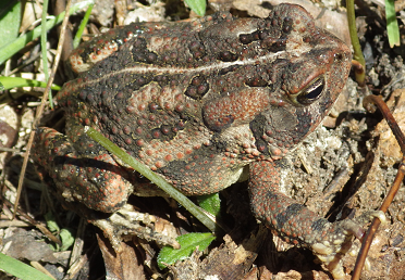 Fowler’s Toad