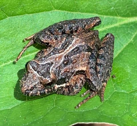 Southern Cricket Frog