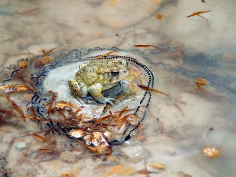 American Toad