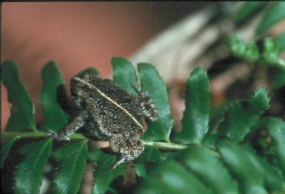 Oak Toad