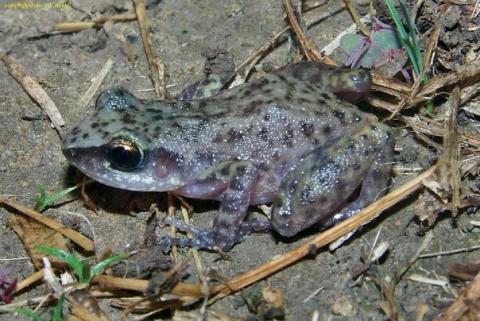 Rio Grand Chirping Frog