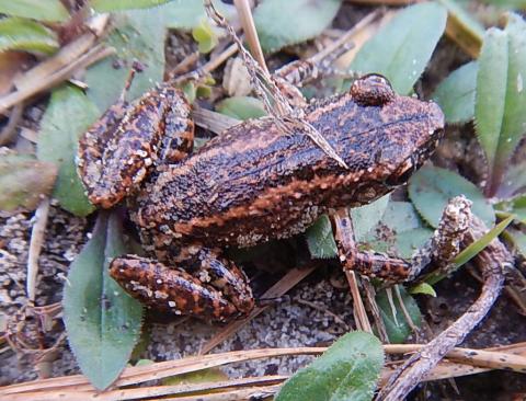 Greenhouse Frog