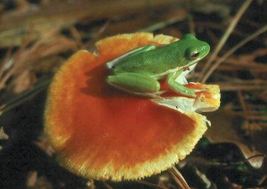 Green Treefrog