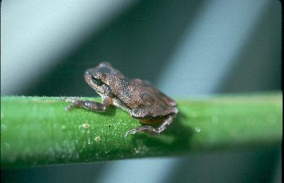 Pinewoods Treefrog