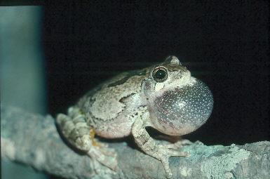 Gray Treefrog