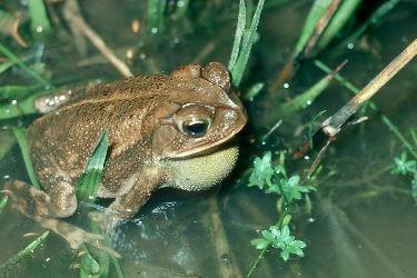 Gulf Coast Toad
