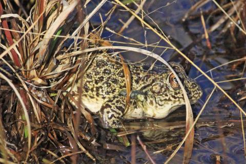 Southern Crawfish Frog