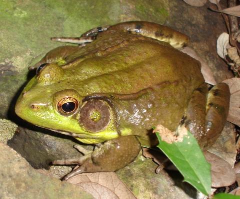Bronze Frog