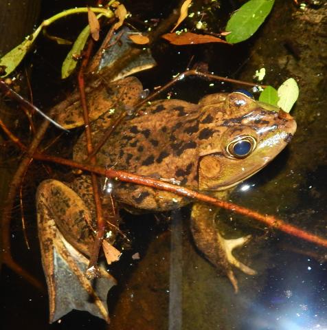 Pig Frog