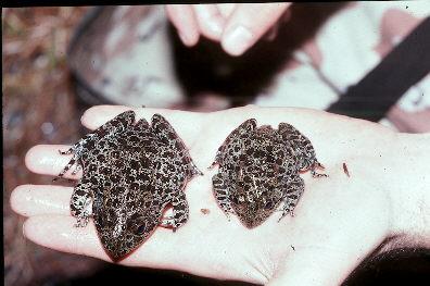 Dusky Gopher Frog