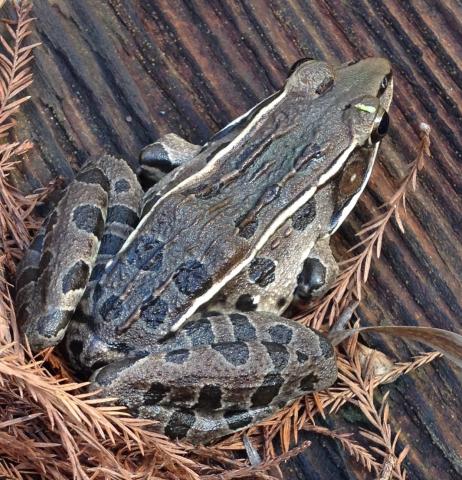 Southern Leopard Frog