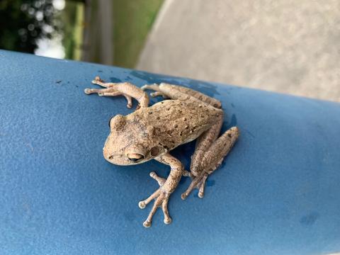 Cuban Treefrog