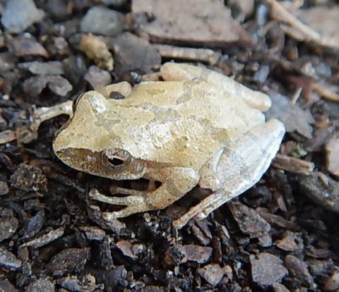 Spring Peeper