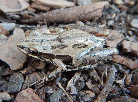 Cajun Chorus Frog