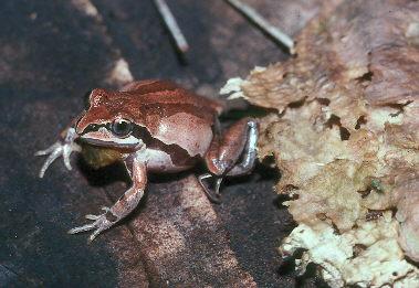 Ornate Chorus Frog