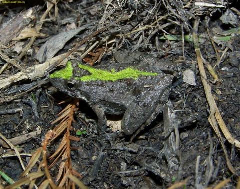 Northern Cricket Frog