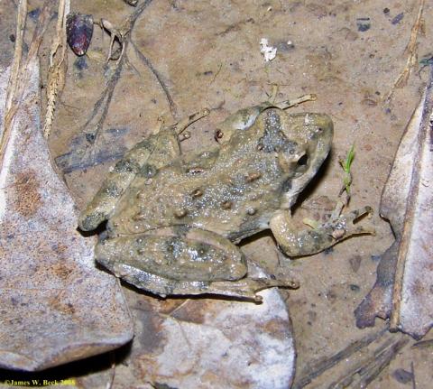 Northern Cricket Frog (smaller)