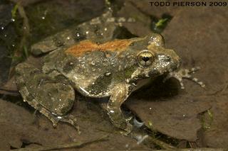 Northern Cricket Frog (different color)