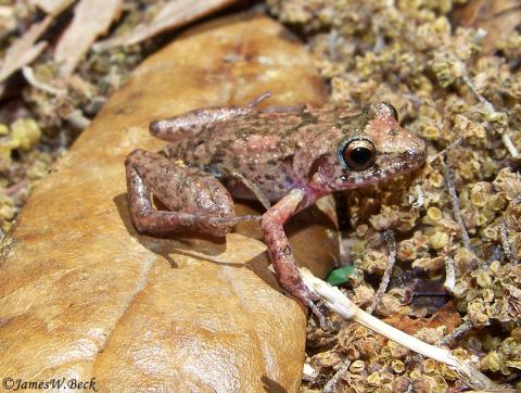 Greenhouse Frog (side)