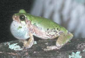 Bird-voiced Treefrog (Vocal Sac)