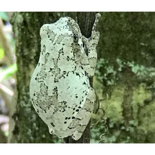 Cope’s Gray Treefrog