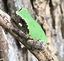 Cope’s Gray Treefrog (different coloration)