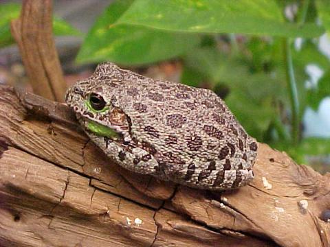 Barking Treefrog 2