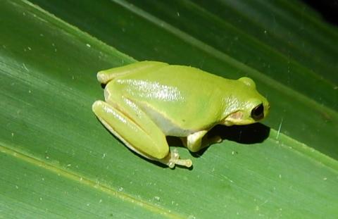 Squirrel Treefrog (different coloration)