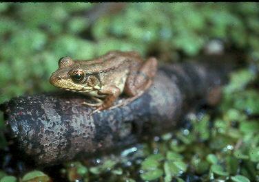 Bronze Frog (smaller)