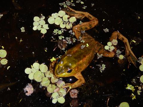 Pig Frog (different coloration)