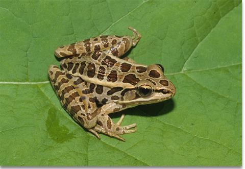Pickerel Frog