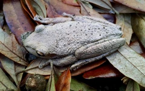 Cuban Treefrog (top view)