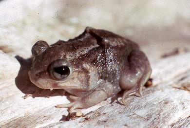 Eastern Spadefoot Toad (top view)