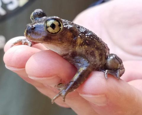 Eastern Spadefoot Toad