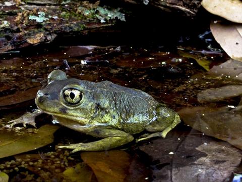 Hurter's Spadefoot Toad